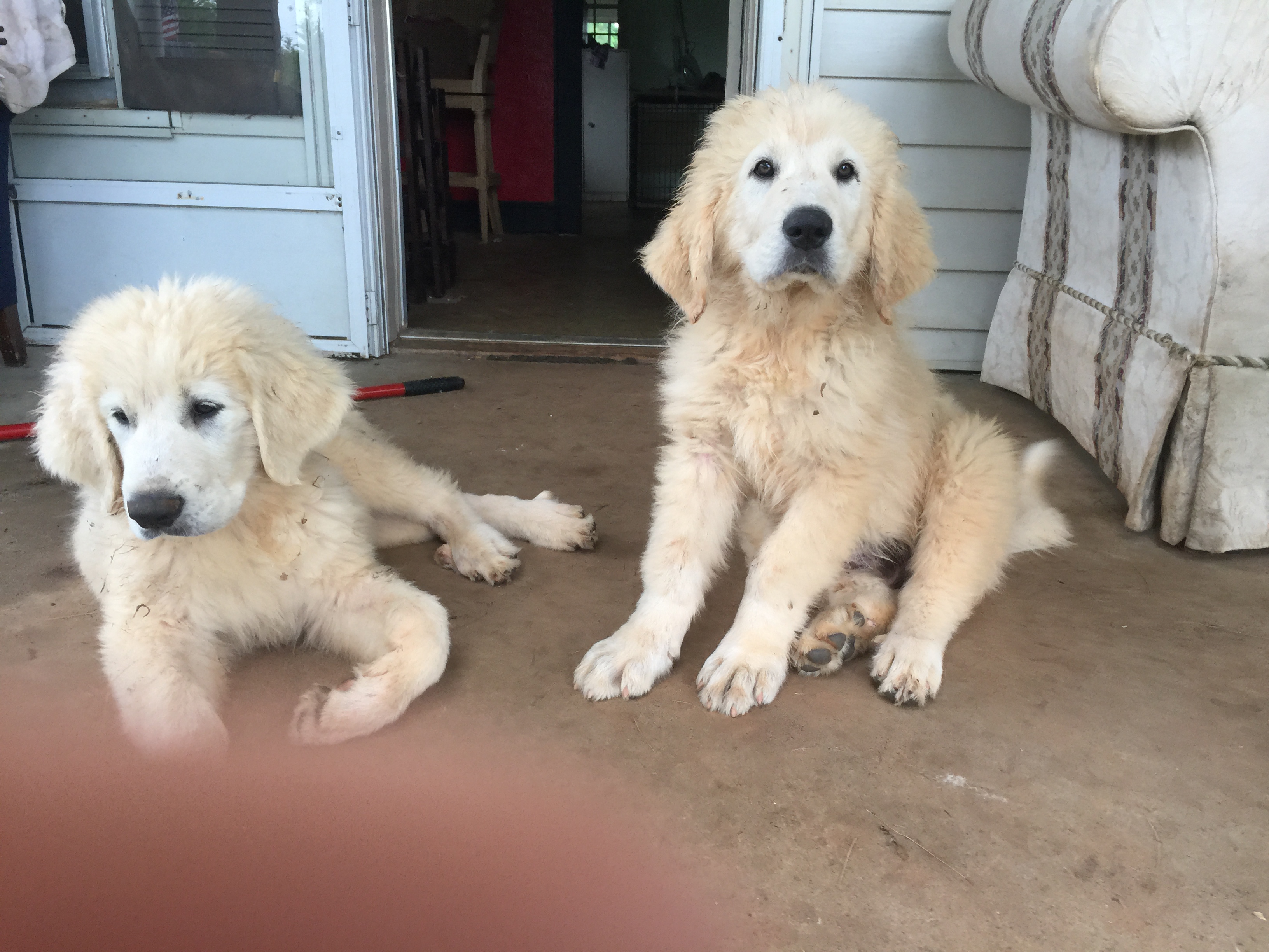 Great Pyrenees Rescue of Western NC We rescue Great Pyrenees in North Carolina