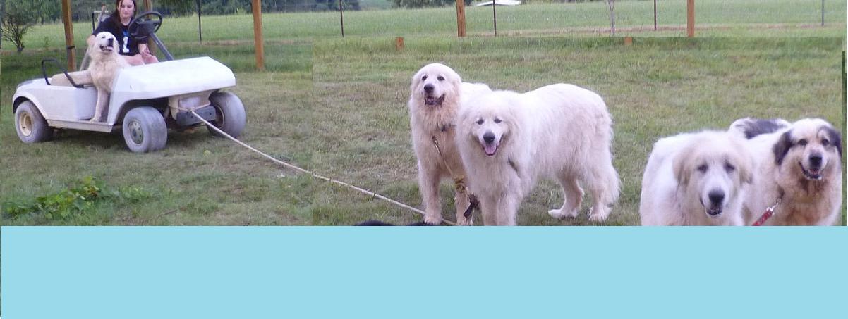 About Great Pyrenees About Great Pyrenees