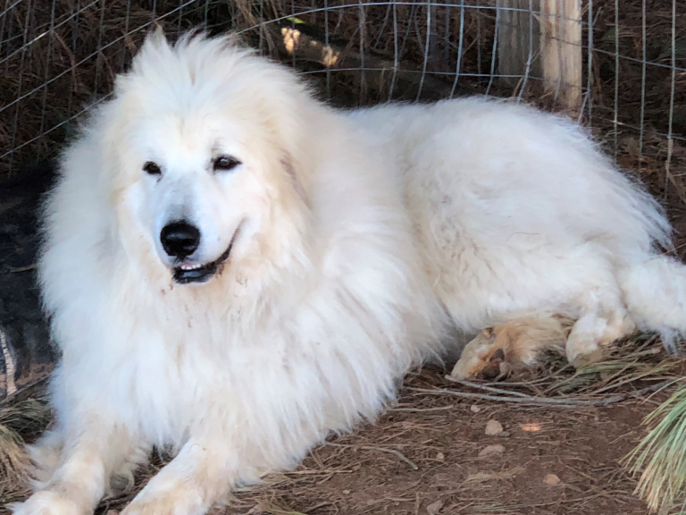 Great Pyrenees Rescue of Western NC