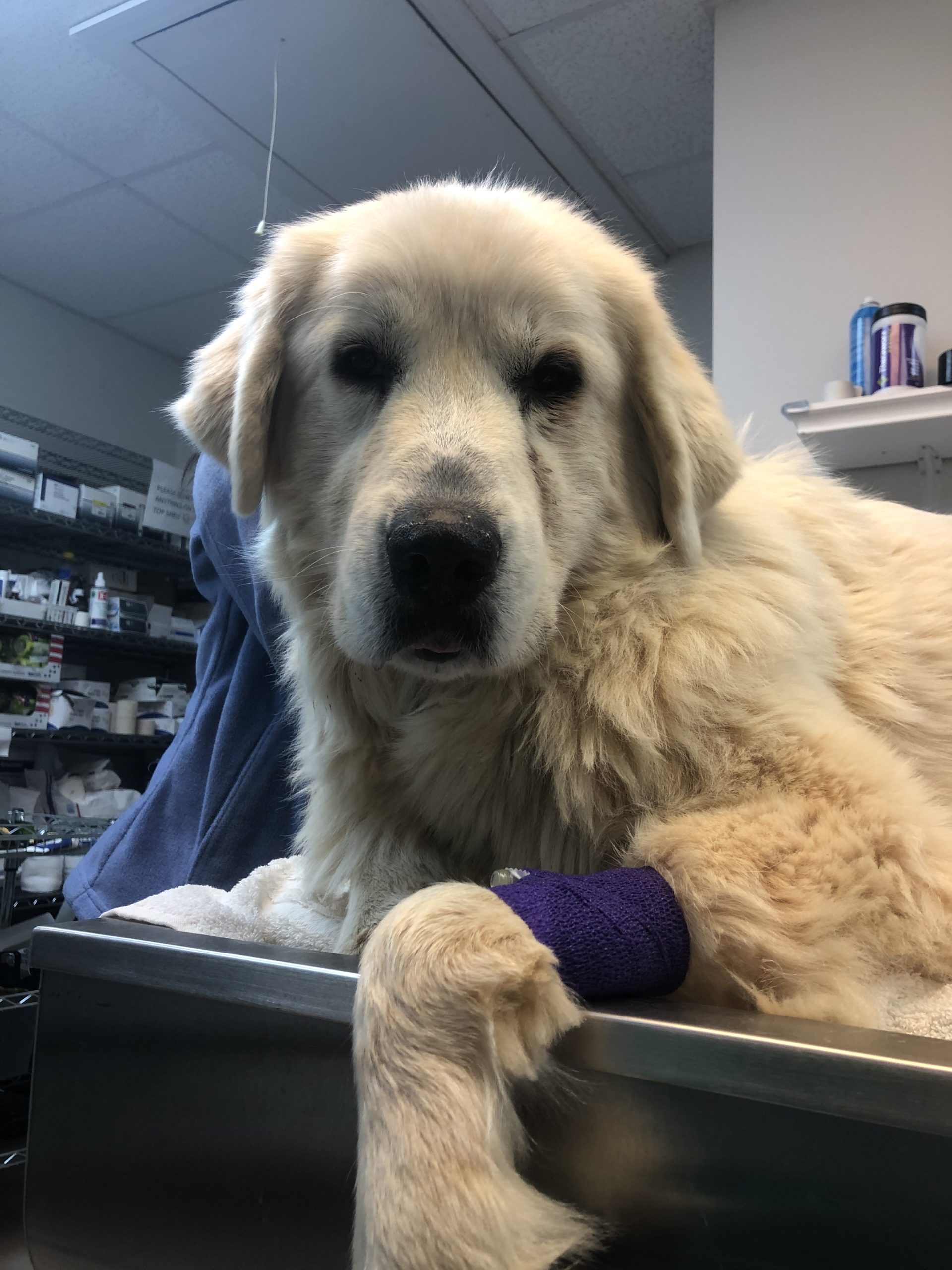 Daisy Mae at the emergency veterinary hospital