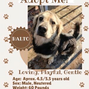 Balto, available for adoption