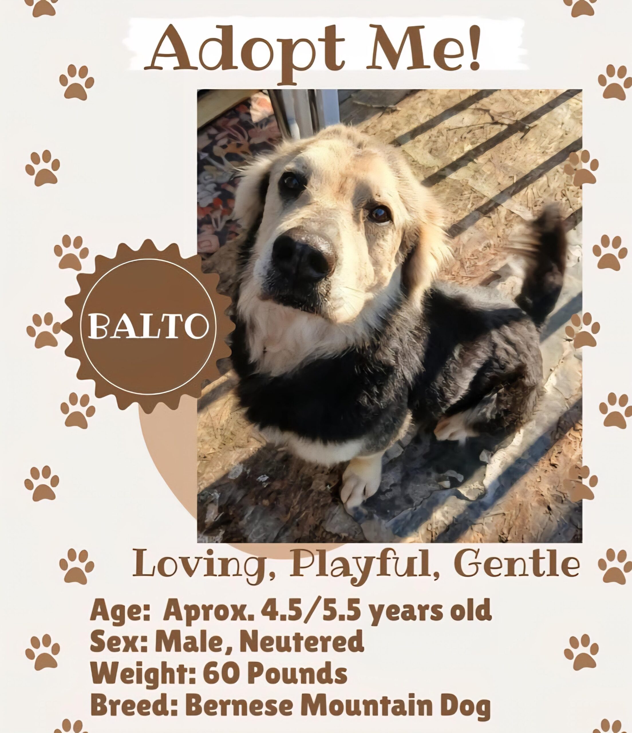 Balto, available for adoption