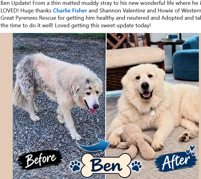 Great Pyrenees during rescue and recovery