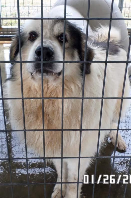 Buddy, the first official rescue of Pyrenees Rescue of Western NC