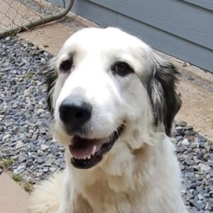 Dolce, available for adoption