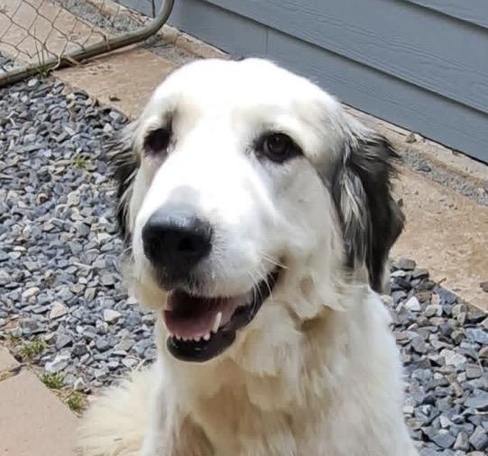 Dolce, available for adoption