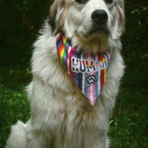 Great Pyrenees foster family