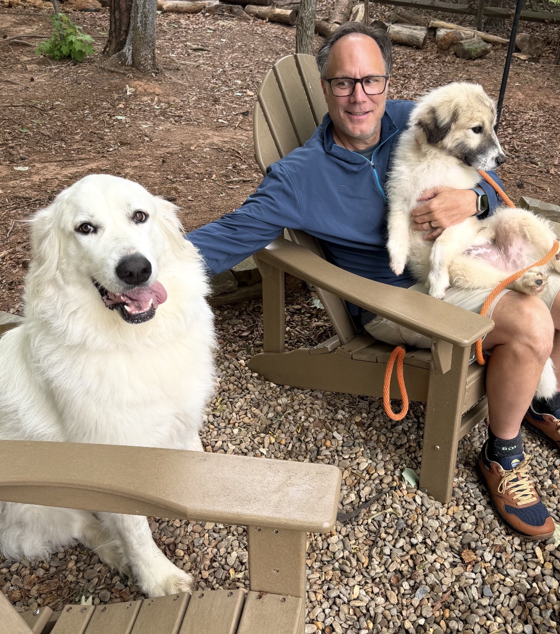 Great Pyrenees foster family