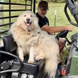 Great Pyrenees foster family