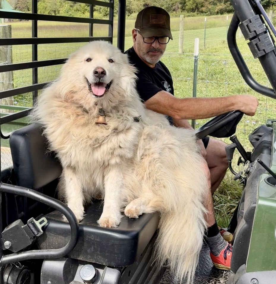 Great Pyrenees foster family