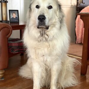 Great Pyrenees foster family