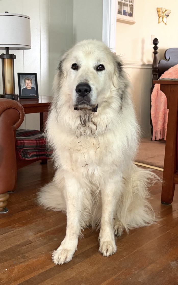 Great Pyrenees foster family