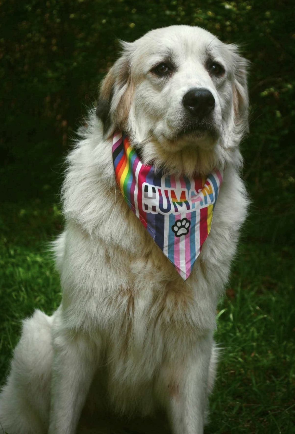 Great Pyrenees foster family
