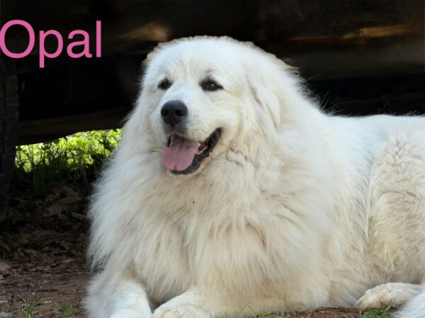Opal enjoying her forever home