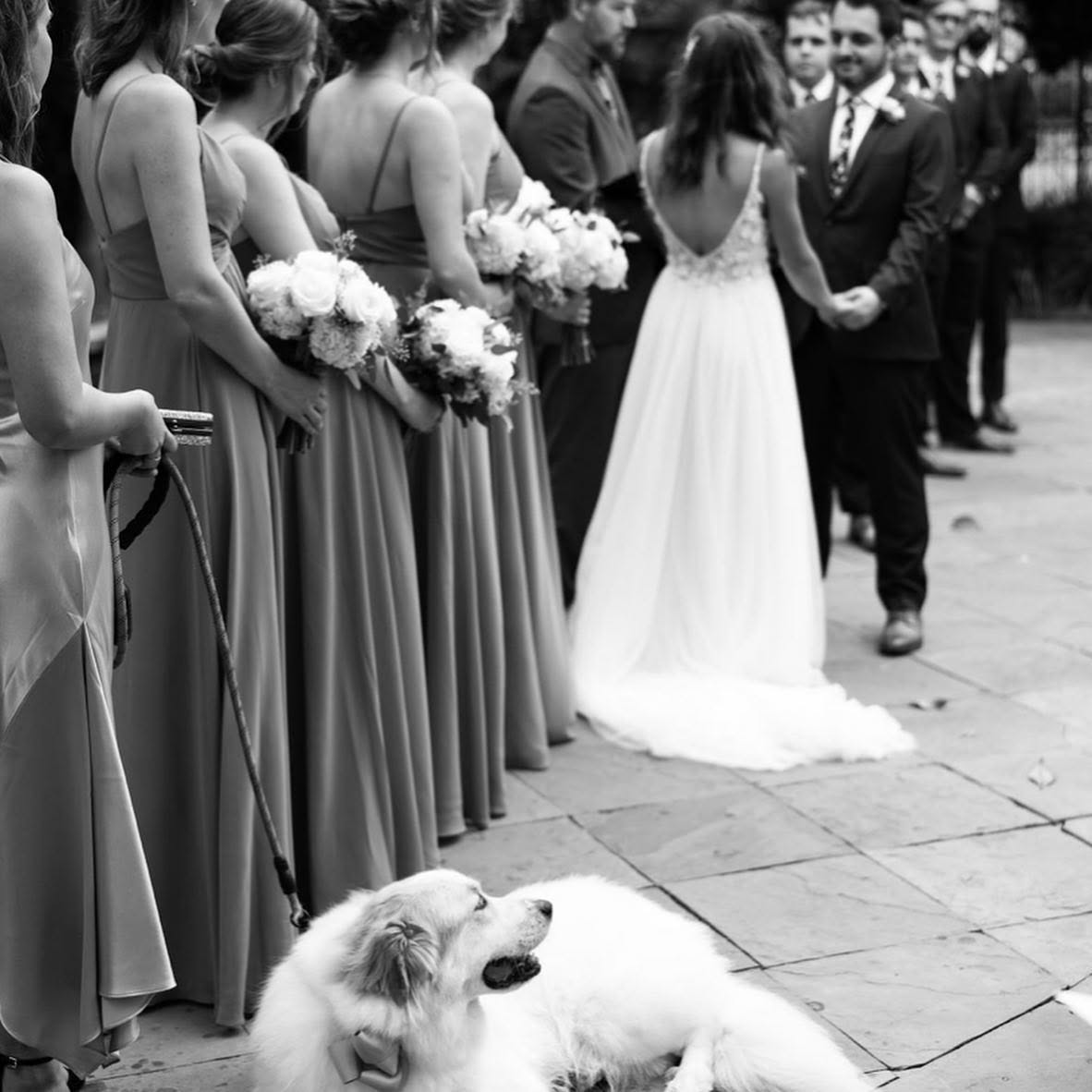 Great Pyrenees with Katie Toussaint and her family at their wedding