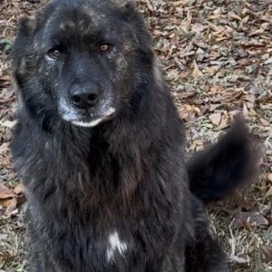 Rip, available for adoption