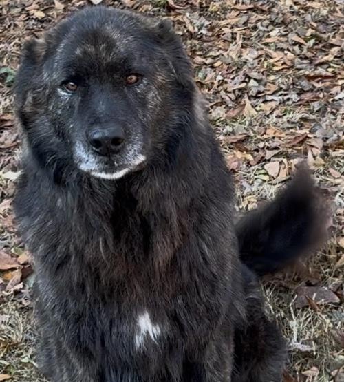 Rip, available for adoption