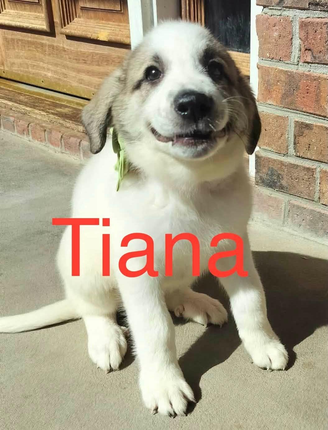 Tianna, available for adoption