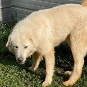 Vinnie, available for adoption