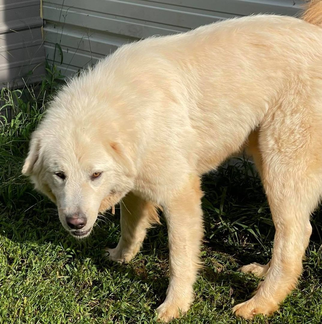 Vinnie, available for adoption